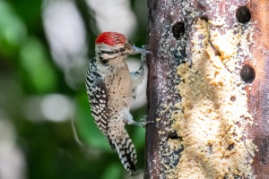 Ladder backed Woodpecker
