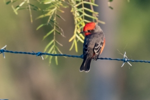 Vermillion Flycatcher