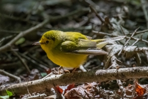 Hooded Warbler