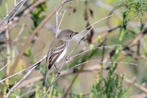 Least Flycatcher