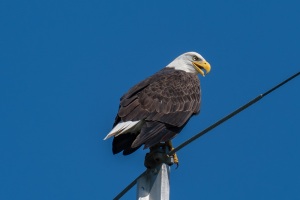 Bald Eagle