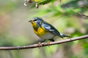 Northern Parula