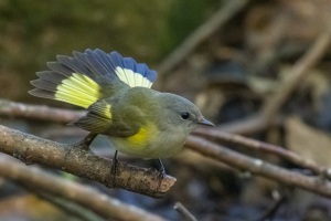 American Redstart