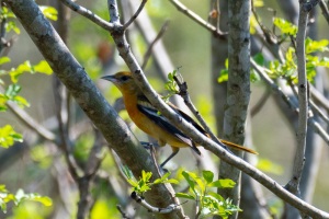 Baltimore Oriole