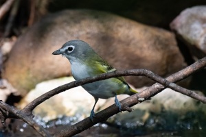 Blue headed Vireo