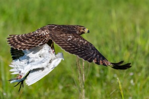 Birds of 2021