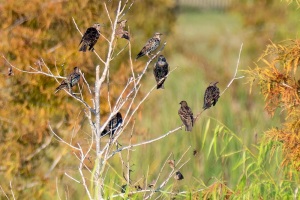 European Starling