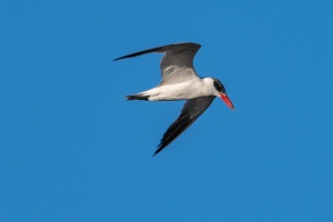 Caspian Tern