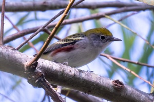 Chestnut sided Warbler