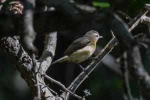 Philadelphia Vireo
