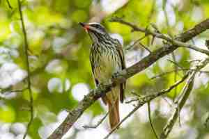 Sulphur bellied Flycatcher
