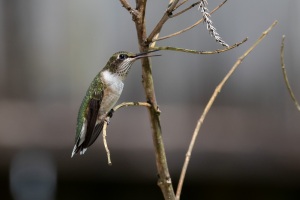 Ruby throated Hummingbird