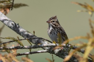 Savannah Sparrow