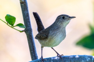 Sedge Wren