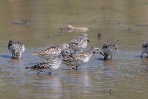 Least Sandpiper