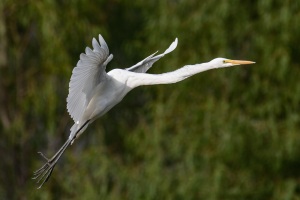 Great Egret