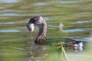 Pied billed Grebe