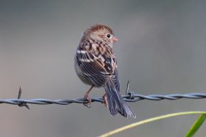 Field Sparrow