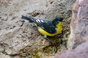 Lesser Goldfinch