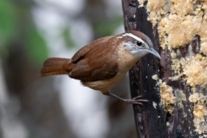Carolina Wren
