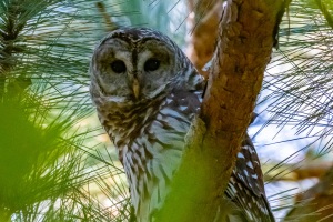 Barred Owl