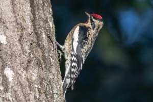 Yellow bellied Sapsucker