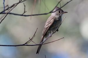 Greater Pewee