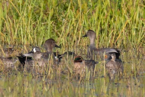 Gadwall