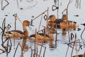 Fulvous whistling Duck