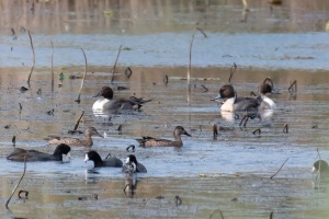 Pintail