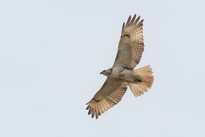Red tailed Hawk (Krider's)