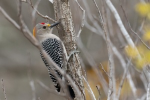 Golden fronted Woodpecker