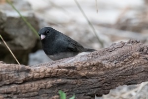 Dark eyed Junco
