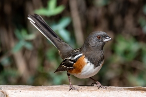 Spotted Towhee