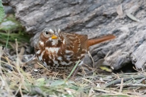 Fox Sparrow