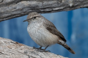 Rock Wren