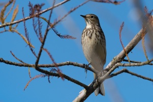 American Pipit