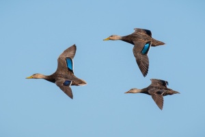 Mottled Duck