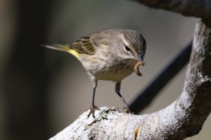 Palm Warbler