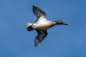 Green winged Teal