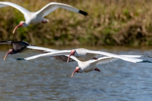 White Ibis
