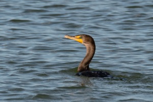 Double crested Cormorant