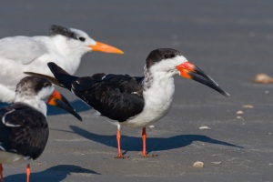 Black Skimmer