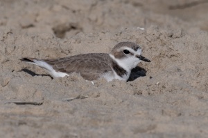 Snowy Plover