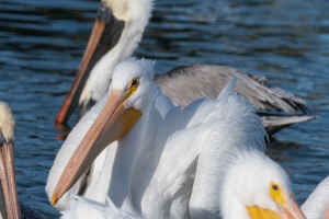 White Pelican