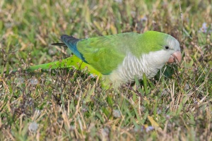 Monk Parakeet