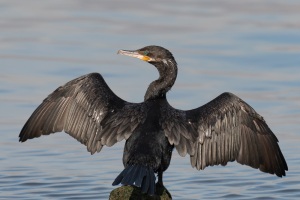 Neotropic Cormorant