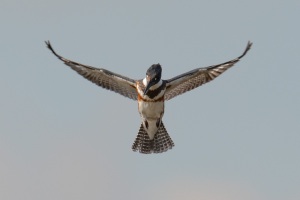 Belted Kingfisher
