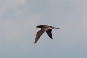 Brown Booby
