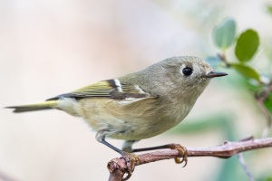 Ruby crowned Kinglet